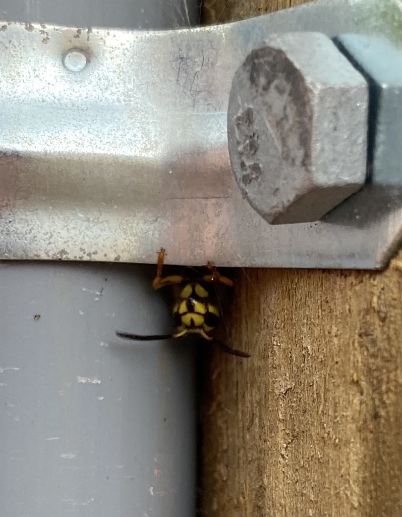 Southern Yellowjacket