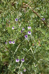 Psoralea axillaris