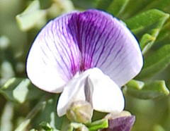 Psoralea axillaris