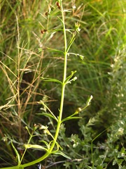 Rotheca hirsuta