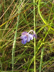 Rotheca hirsuta