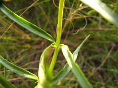 Rotheca hirsuta