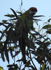 Platycercus eximius x adscitus