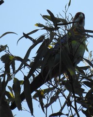 Platycercus eximius x adscitus