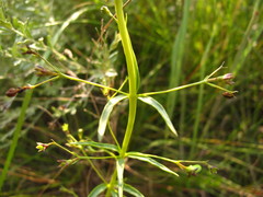 Rotheca hirsuta