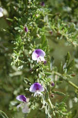 Psoralea axillaris