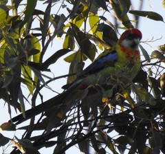 Platycercus eximius x adscitus