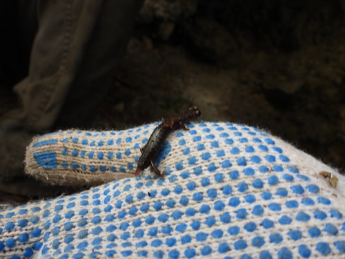 Primeval Flat-footed Salamander, Chiropterotriton priscus