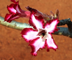 Adenium multiflorum