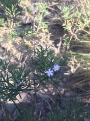 Junellia hookeriana