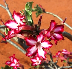 Adenium multiflorum