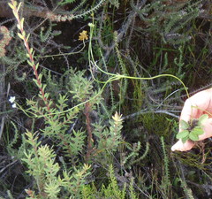 Alepidea delicatula