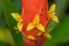 Guzmania berteroniana