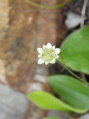 Alepidea delicatula