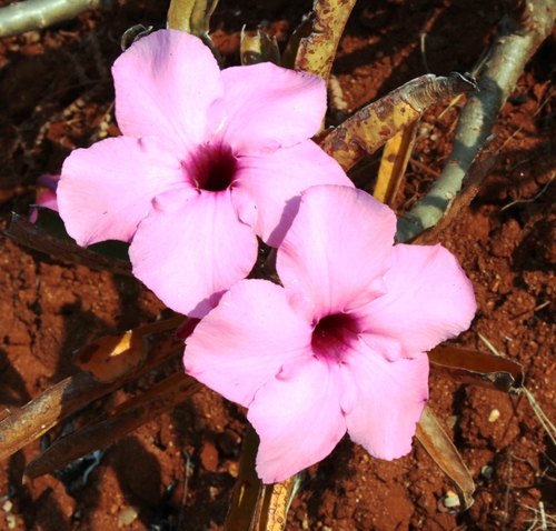 Summer impala lily (Adenium swazicum)