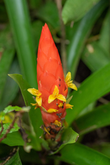 Guzmania berteroniana