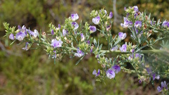Psoralea axillaris