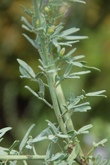 Psoralea axillaris