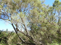 Melaleuca trichostachya