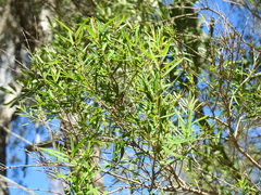 Melaleuca trichostachya