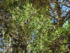 Melaleuca trichostachya