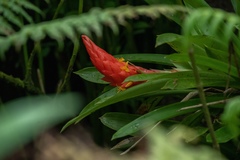 Guzmania berteroniana