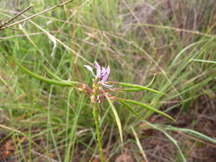 Cleome maculata