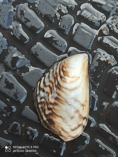 Quagga Mussel