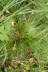 Carex pediformis macroura