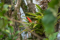 Guzmania berteroniana
