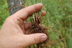 Carex pediformis macroura