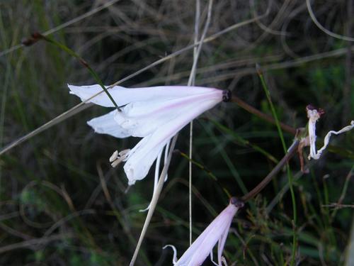 Nerine pudica