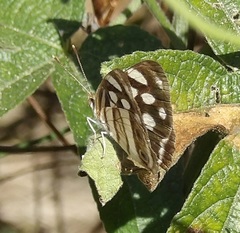Dynamine postverta mexicana