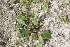 Oxybasis chenopodioides