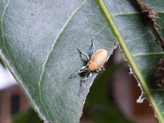 Entiminae