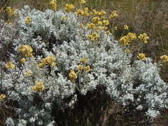 Helichrysum splendidum