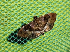 Lamprosema sinaloanensis