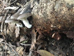 Pleurotus purpureo-olivaceus
