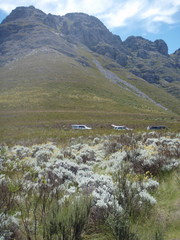 Helichrysum splendidum
