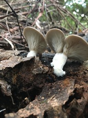 Pleurotus purpureo-olivaceus