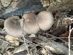 Pleurotus purpureo-olivaceus