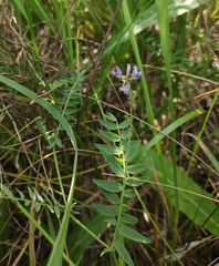 Astragalus