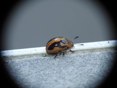 Calomela crassicornis