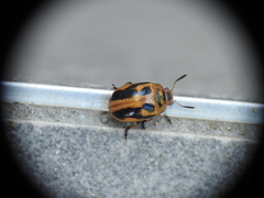 Calomela crassicornis