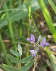 Astragalus