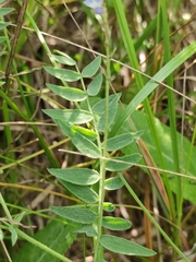 Astragalus