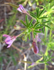 Cleome rubella