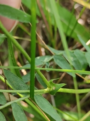 Astragalus