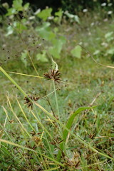 Cyperus glaber