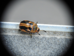 Calomela crassicornis
